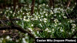گلهای بهاری در زمستان رومانی