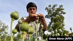 طالبانو پر افغانستان له واکمنیدو وروسته د کوکنارو پر کر بندیز لګولی دی 