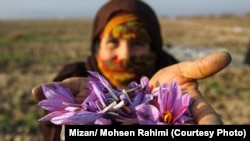 برداشت زعفران در خراسان رضوی