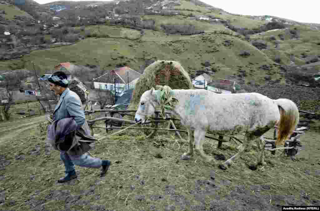 Ərdəbil kənd sakini səhər tezdən heyvanları otlağa aparır. 