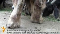 Аҷоиботи боғи ҳайвоноти Душанбе
