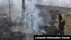 Илустрација, шумски пожар го гасат пожарникари