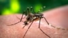 Данияда Zika вирусу катталды 