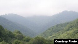 Թեղուտի անտառը: