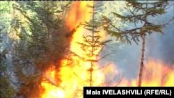 Лесной пожар в Боржоми, Грузия.