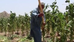 په خېبر پښتونخوا کې ږلۍ او بارانونو ګڼ فصلونه زیانمن کړي